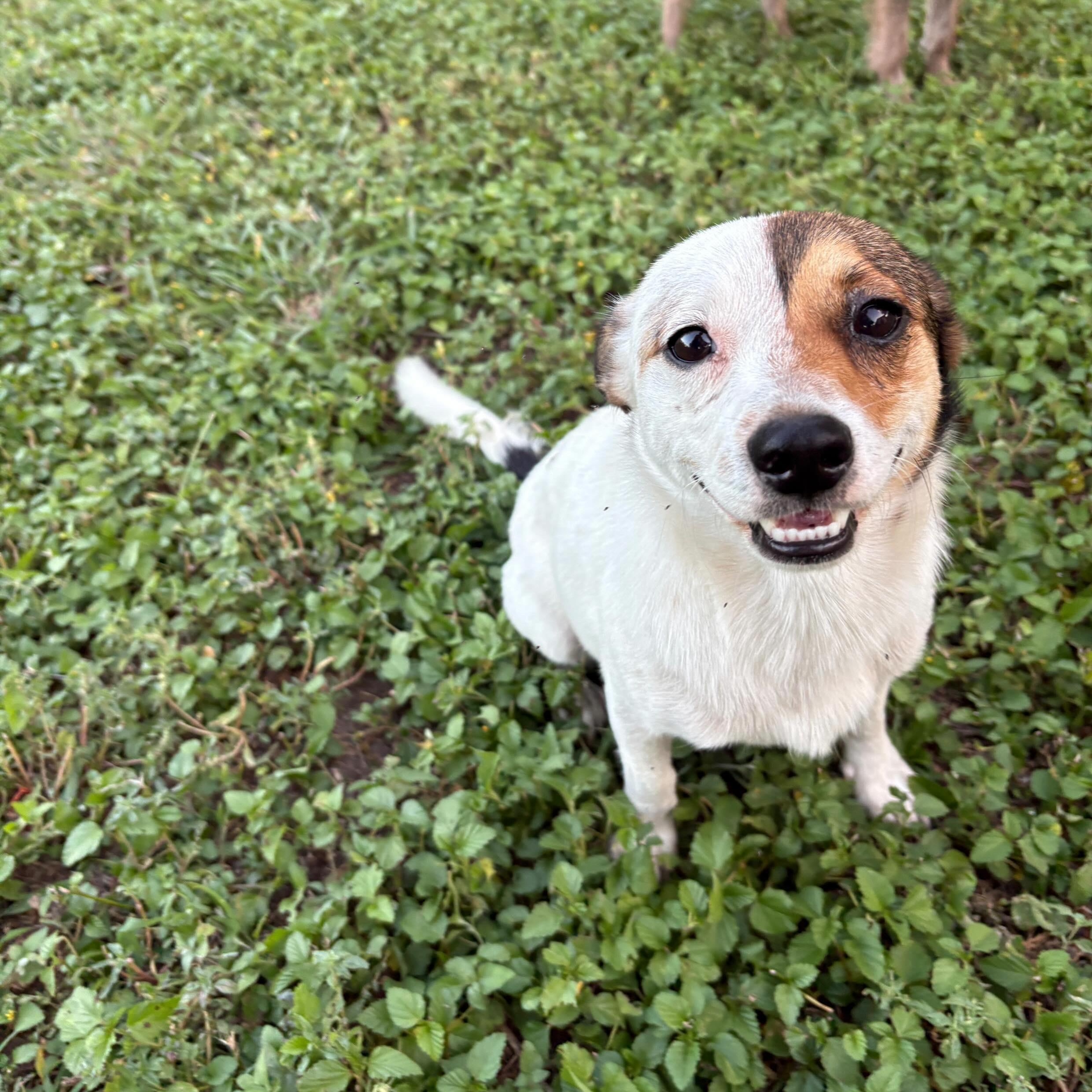 Ranger, an adopted mixed breed in Pittsburgh, PA image 3/6