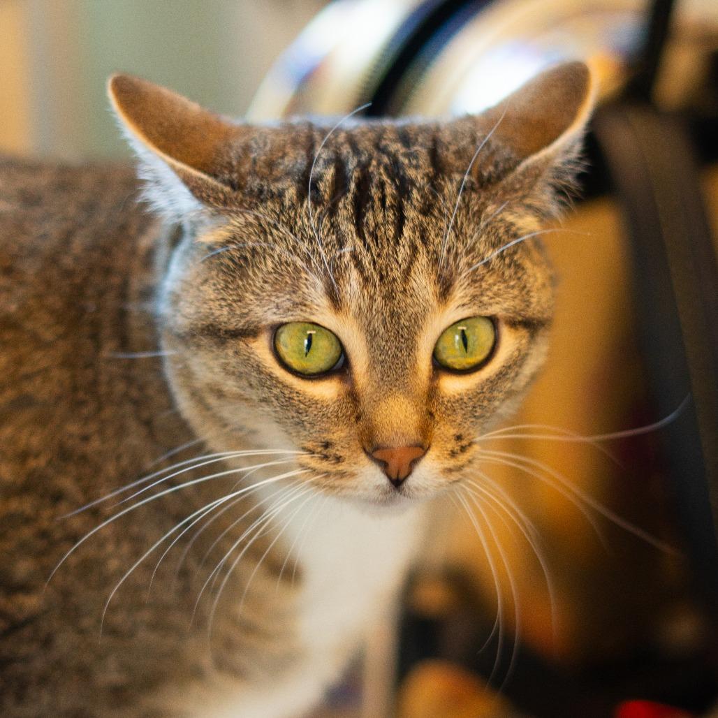 Trixie, Adoptable, Adult Female Domestic Short Hair.