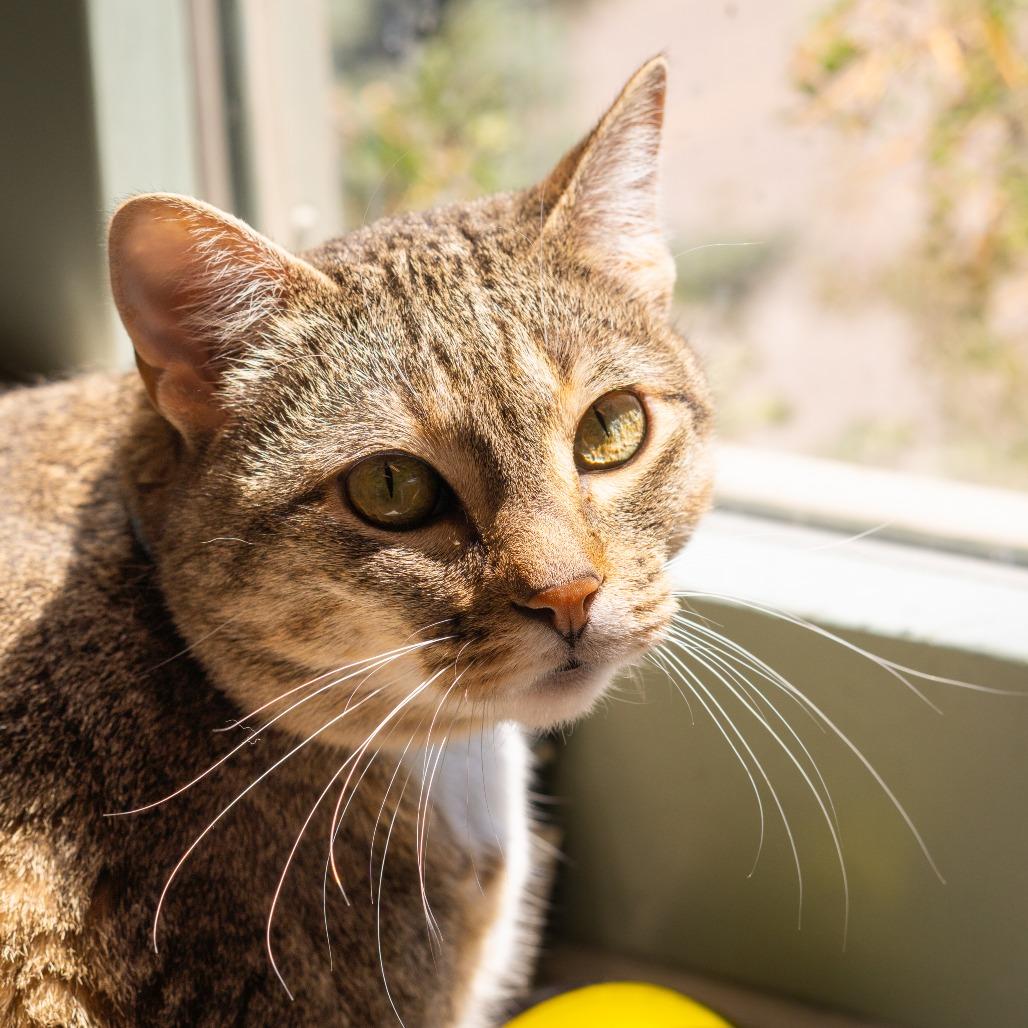 Trixie, a Adoptable Domestic Short Hair in Lakewood, CO image 2/4