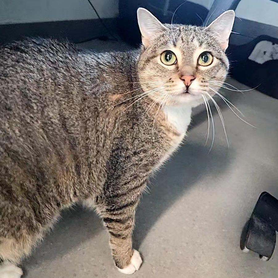 Trixie, a Adoptable Domestic Short Hair in Lakewood, CO image 3/4