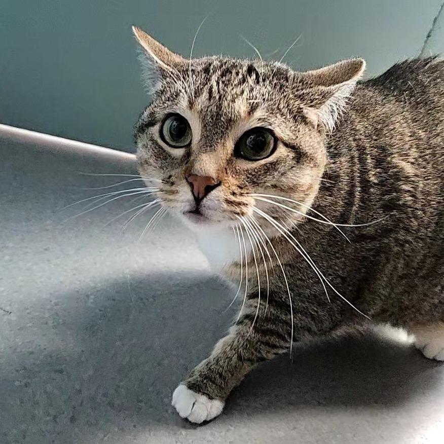 Trixie, a Adoptable Domestic Short Hair in Lakewood, CO image 4/4