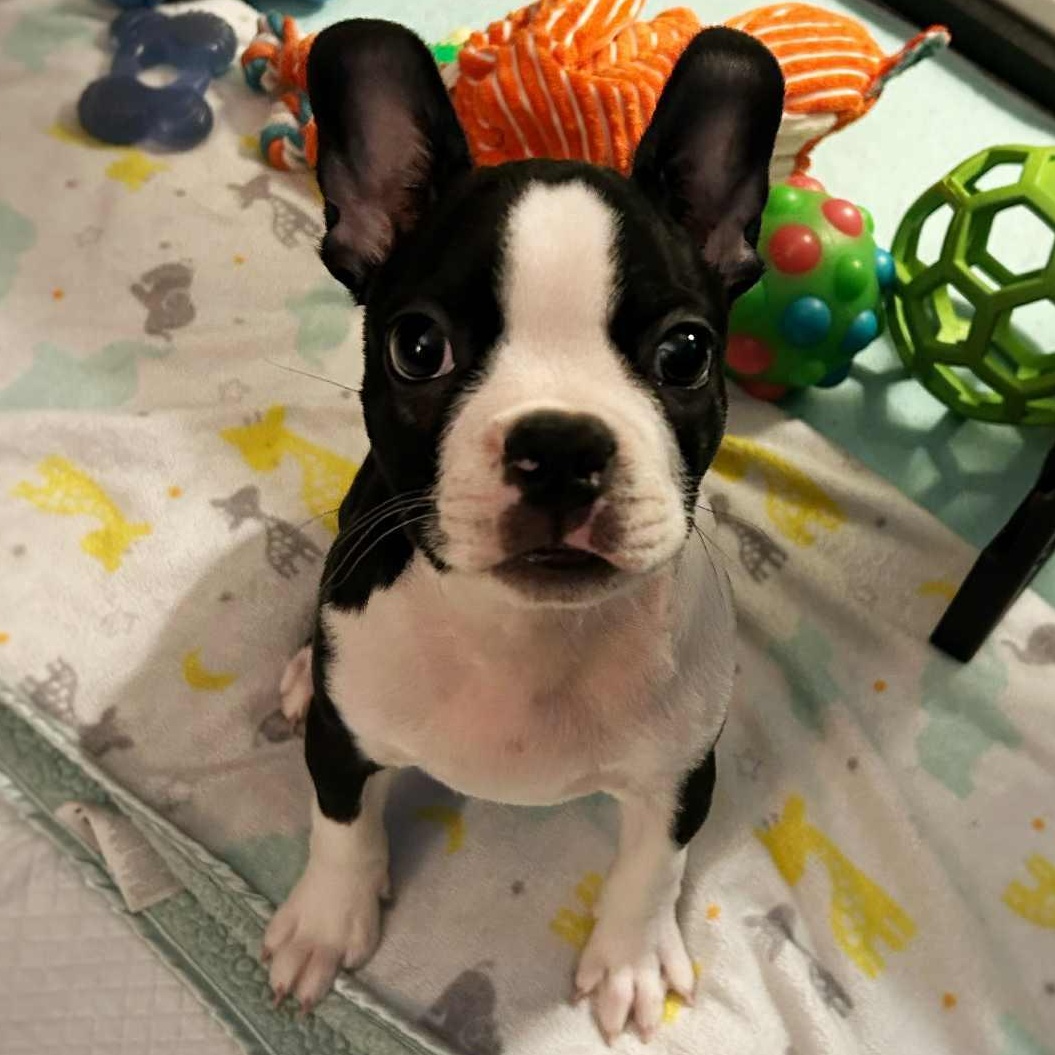 Sponge, adopted, Puppy Male Boston Terrier.