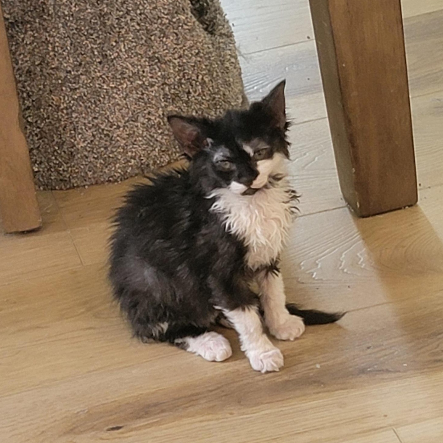 Enlarge Valkyrie, a ADOPTABLE mixed breed in Wyandotte, MI image 1/1
