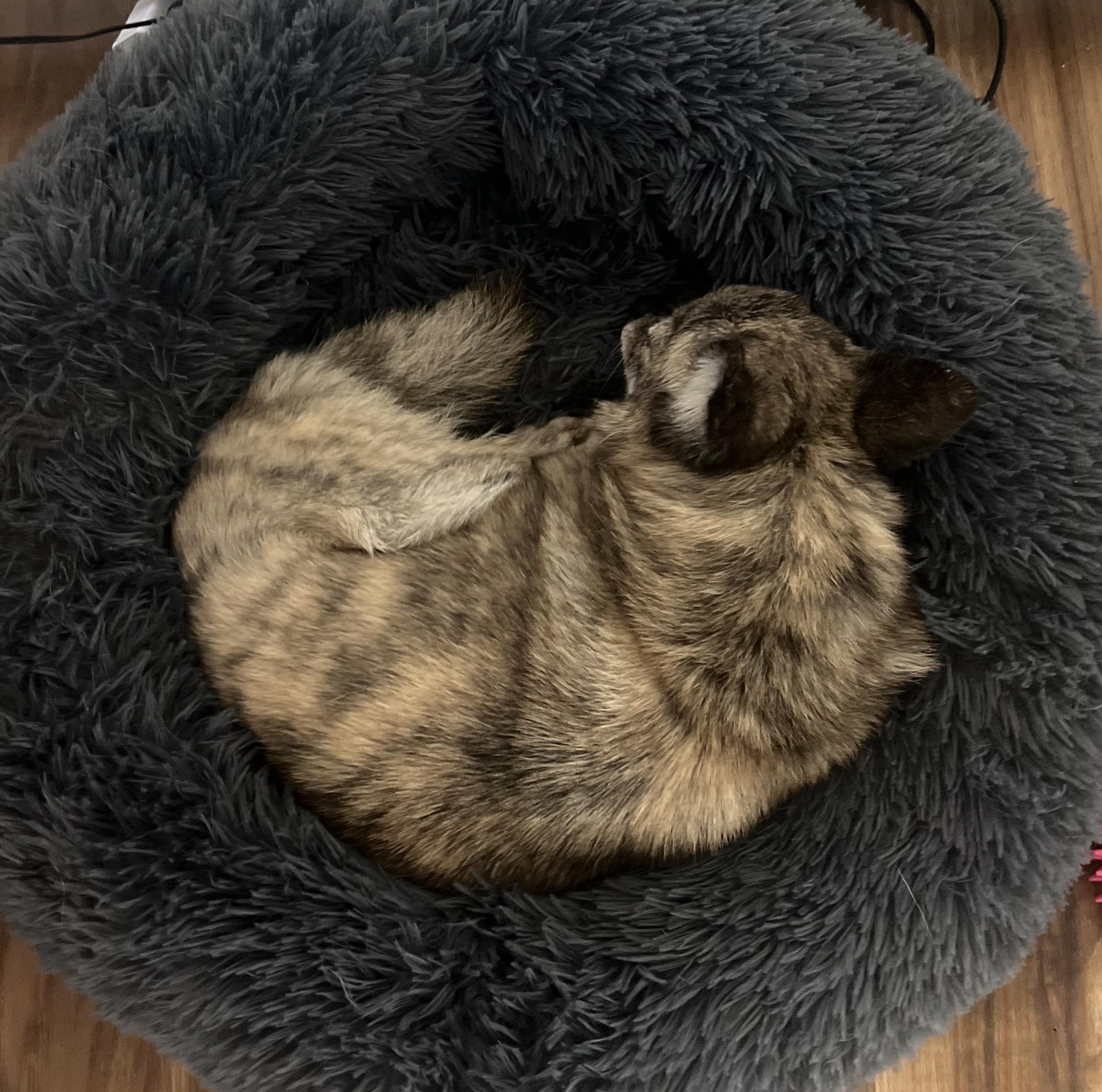 Pandora