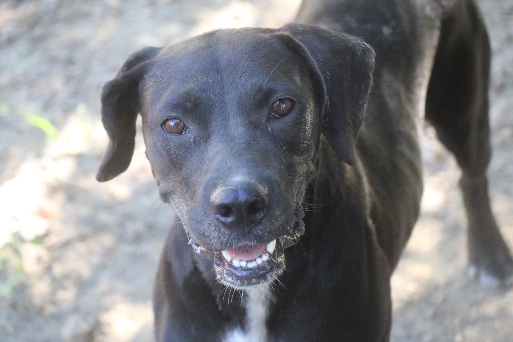 Midnight 26, Adoptable, Adult Female Labrador Retriever.