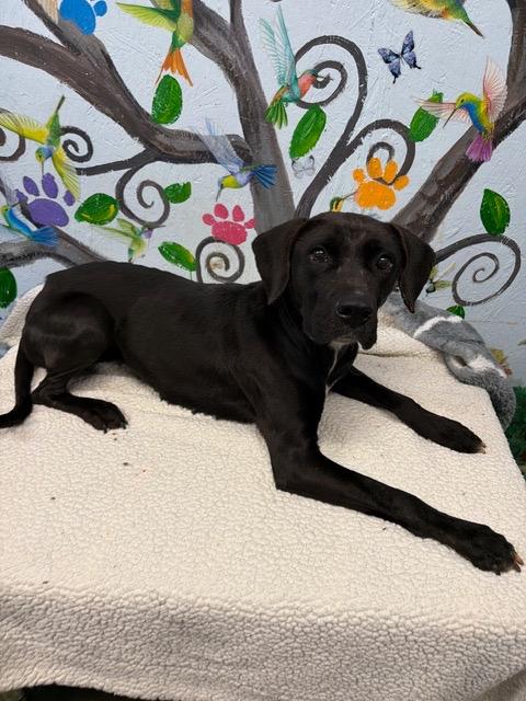 Midnight 26., Adoptable, Adult Female Labrador Retriever.