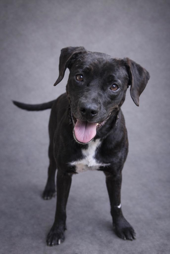 Enlarge Midnight 26., a Adoptable mixed breed in Brookhaven, MS image 3/4