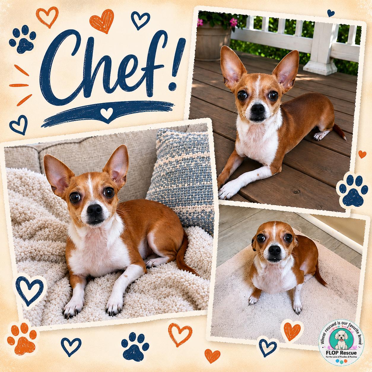 Enlarge Chef, a Adoptable Chihuahua in Richmond, VA image 1/4