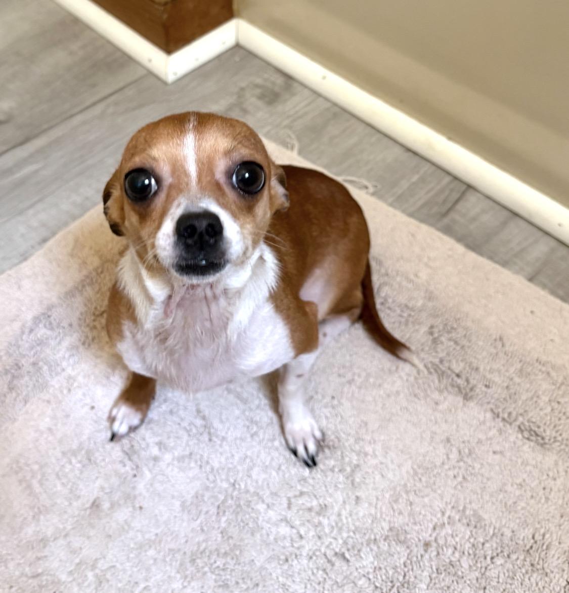 Enlarge Chef, a Adoptable Chihuahua in Richmond, VA image 2/4
