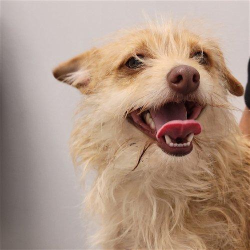 Gryffin, a Adoptable mixed breed in Spring, TX image 2/5