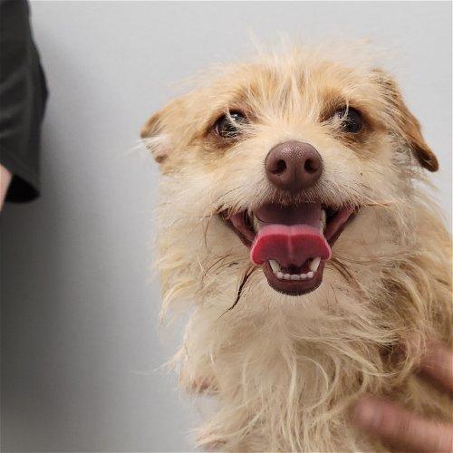 Gryffin, a Adoptable mixed breed in Spring, TX image 3/5
