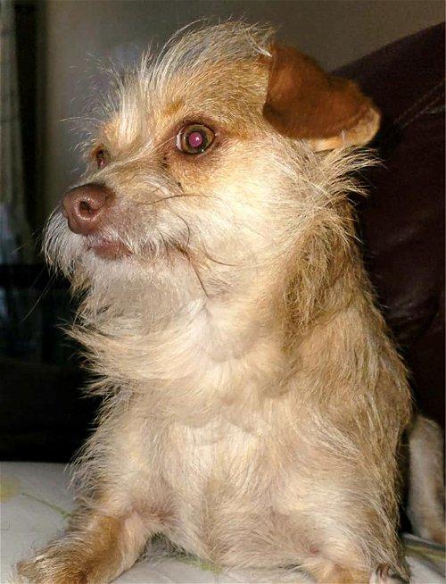 Gryffin, a Adoptable mixed breed in Spring, TX image 4/5