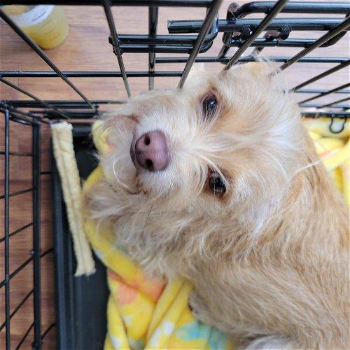 Gryffin, a Adoptable mixed breed in Spring, TX image 5/5