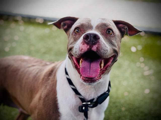 Enlarge PRINCESS, a Adoptable Pit Bull Terrier in Orlando, FL image 1/1