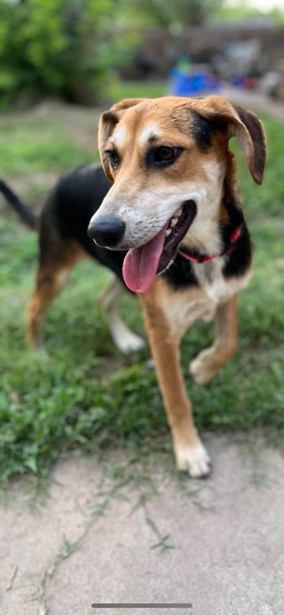 Enlarge Saturday, a ADOPTABLE Mixed Breed in Lockhart, TX image 3/4