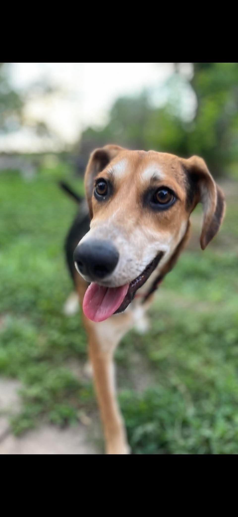 Enlarge Saturday, a ADOPTABLE Mixed Breed in Lockhart, TX image 2/4