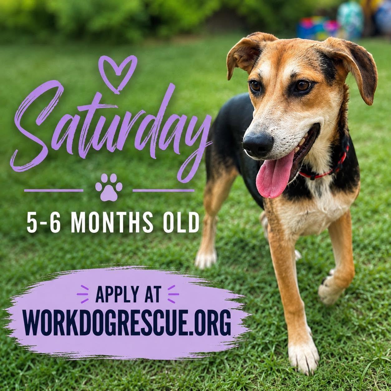 Saturday, ADOPTABLE, Young Female Mixed Breed.