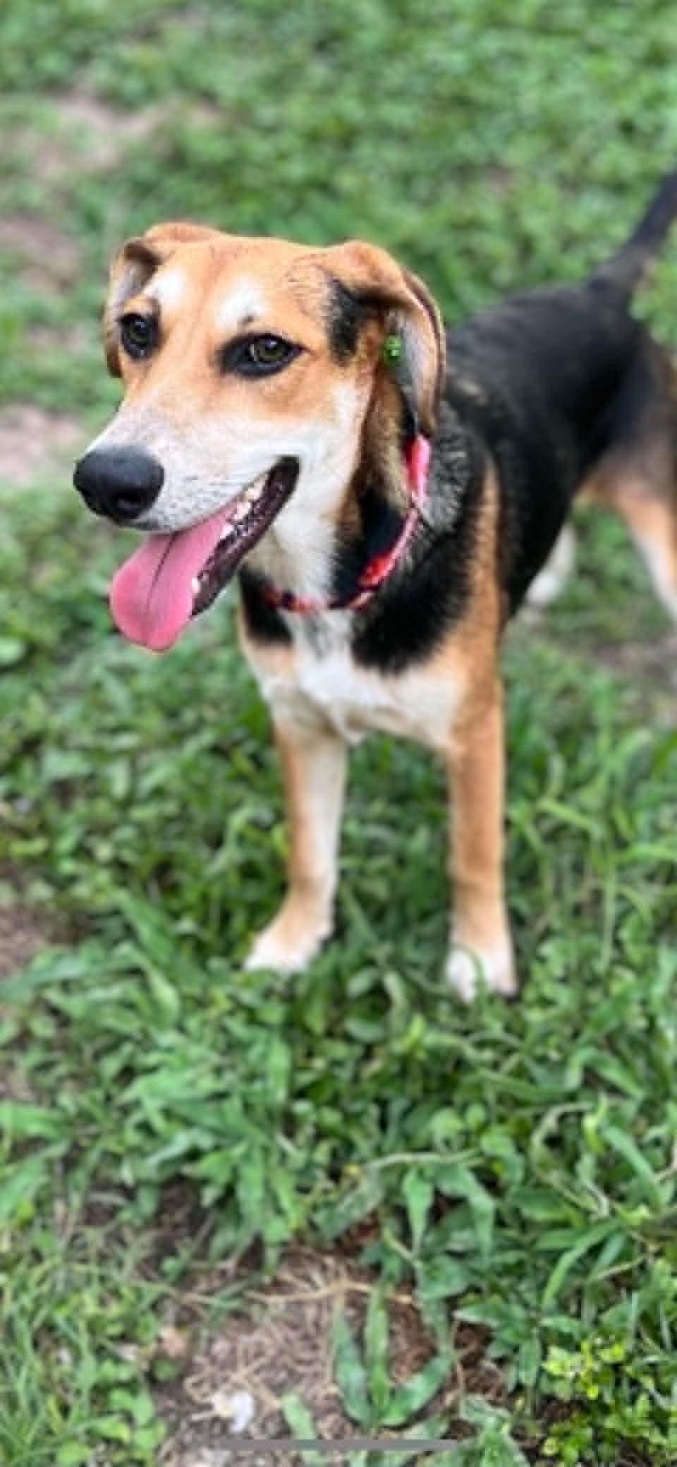 Enlarge Saturday, a ADOPTABLE Mixed Breed in Lockhart, TX image 4/4