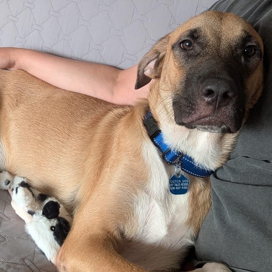 Conor, a Adoptable mixed breed in Portsmouth, RI image 3/5