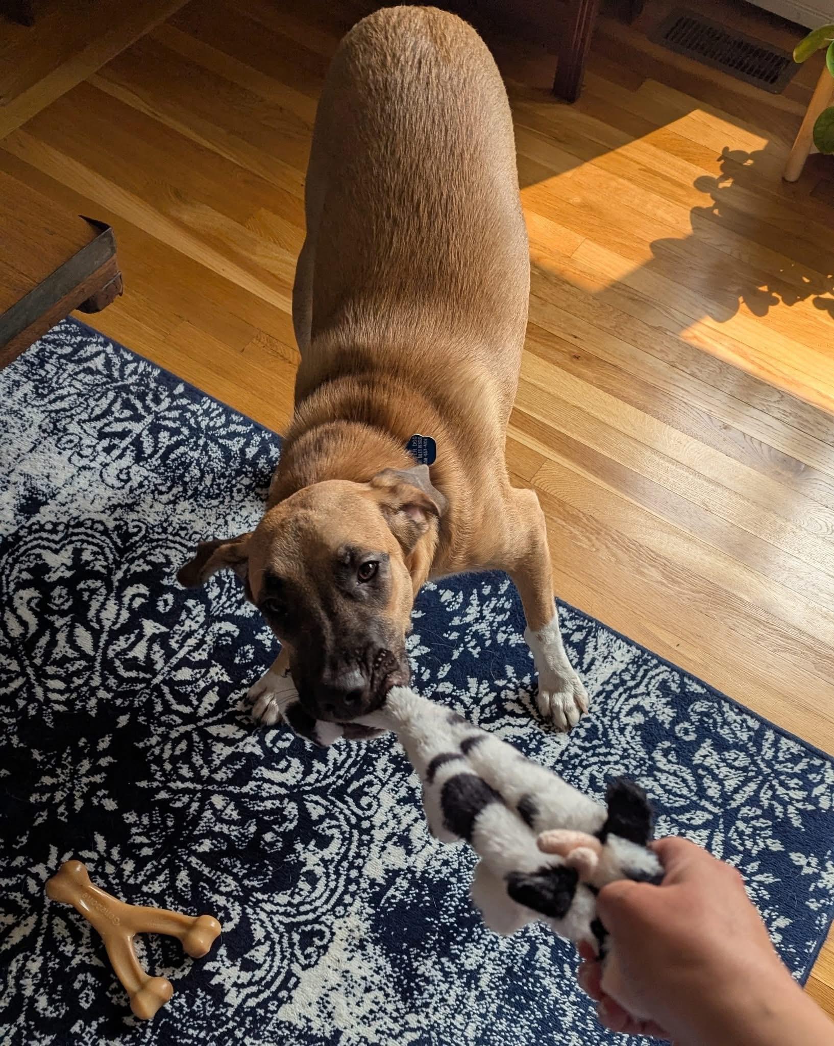 Conor, a Adoptable mixed breed in Portsmouth, RI image 2/5