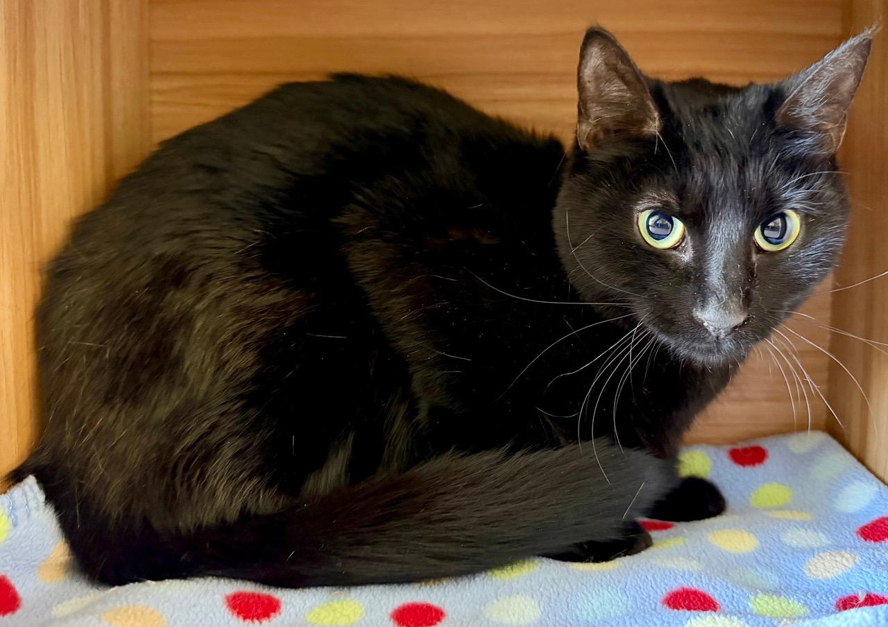 Margo, ADOPTABLE, Young Female Domestic Short Hair.