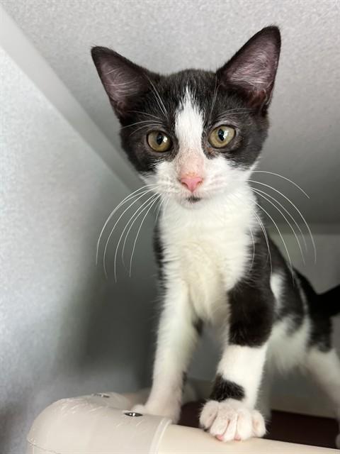 Enlarge CANDY, a Adoptable Domestic Short Hair in Bloomington, IL image 1/1