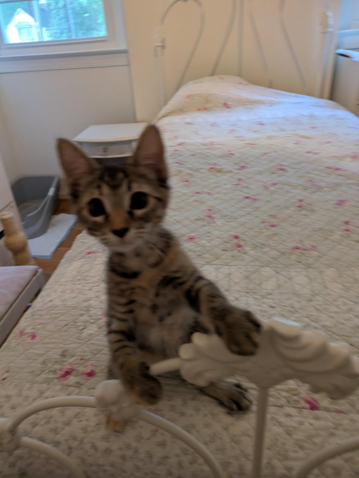 Julia, Adoptable, Young Female Dilute Tortoiseshell & Domestic Short Hair.