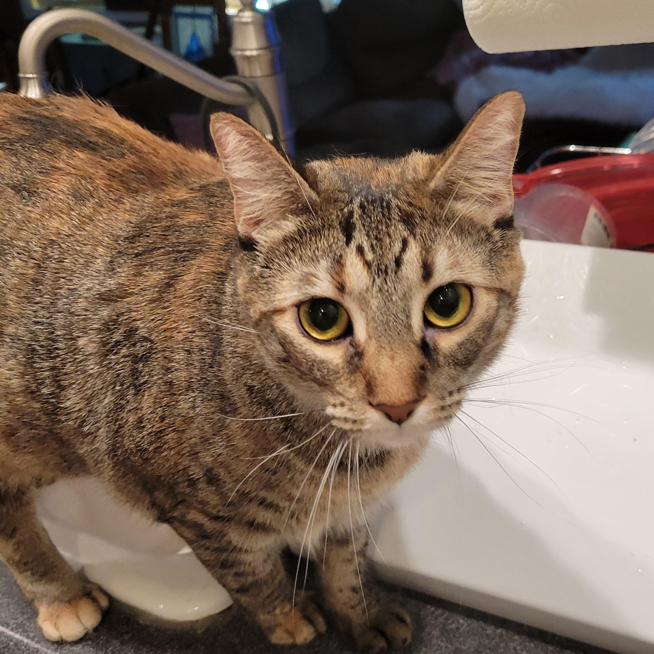 Julia, Adoptable, Adult Female Dilute Tortoiseshell & Domestic Short Hair.