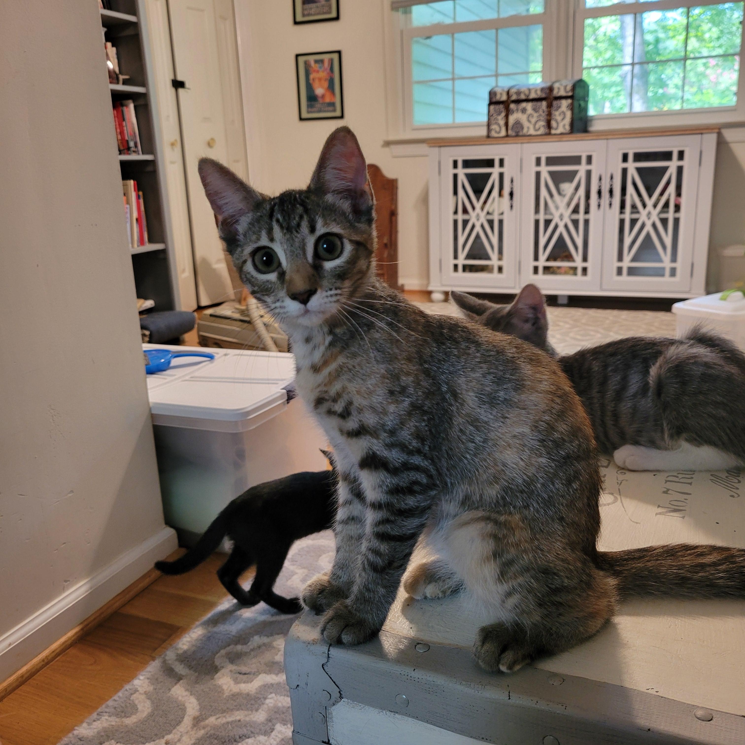 Julia, a Adoptable mixed breed in Smithfield, VA image 3/3