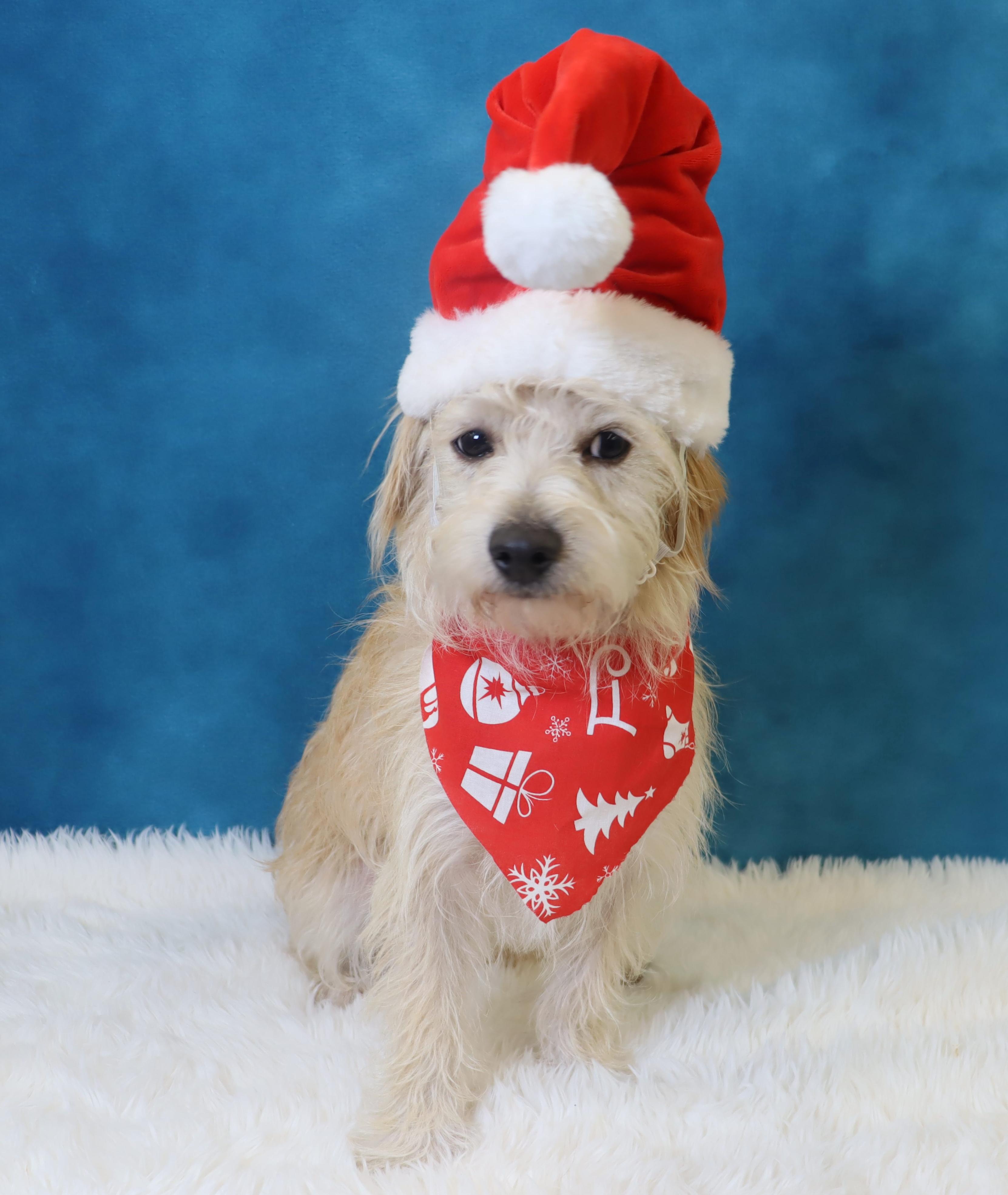 Emmett, Adoptable, Young Male Terrier.