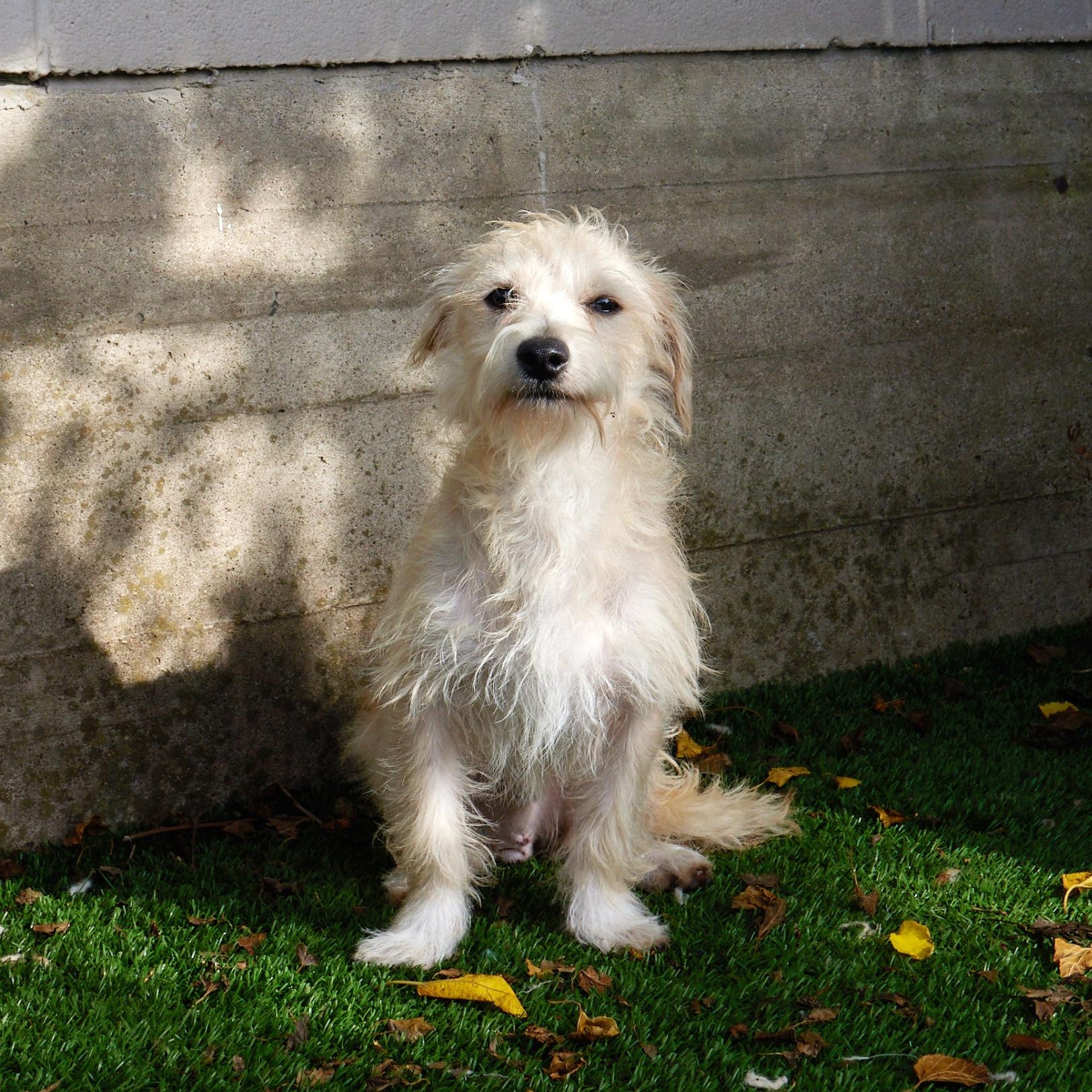 Emmett, a Adoptable Terrier in League City, TX image 3/6