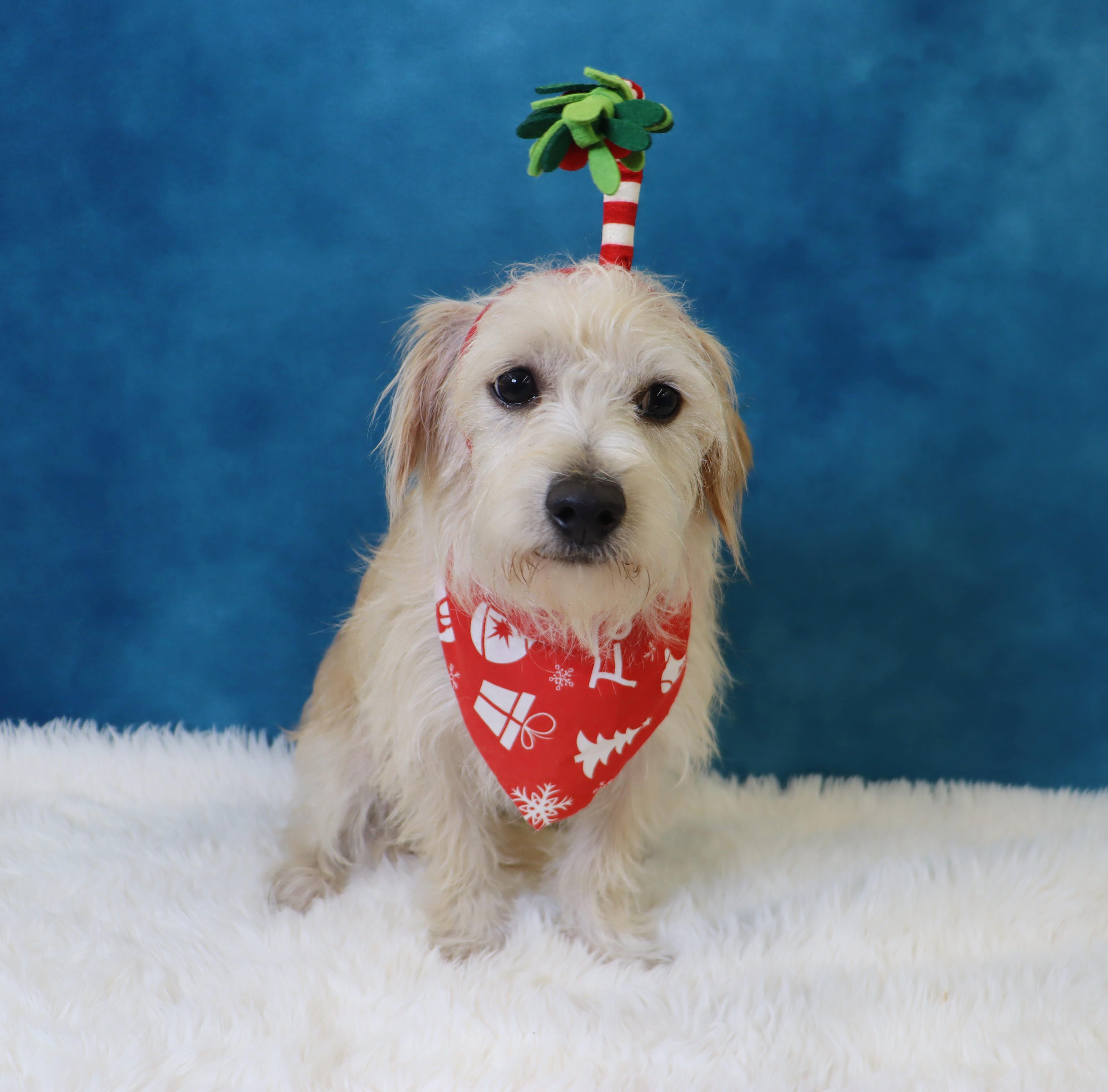 Emmett, a Adoptable Terrier in League City, TX image 5/6