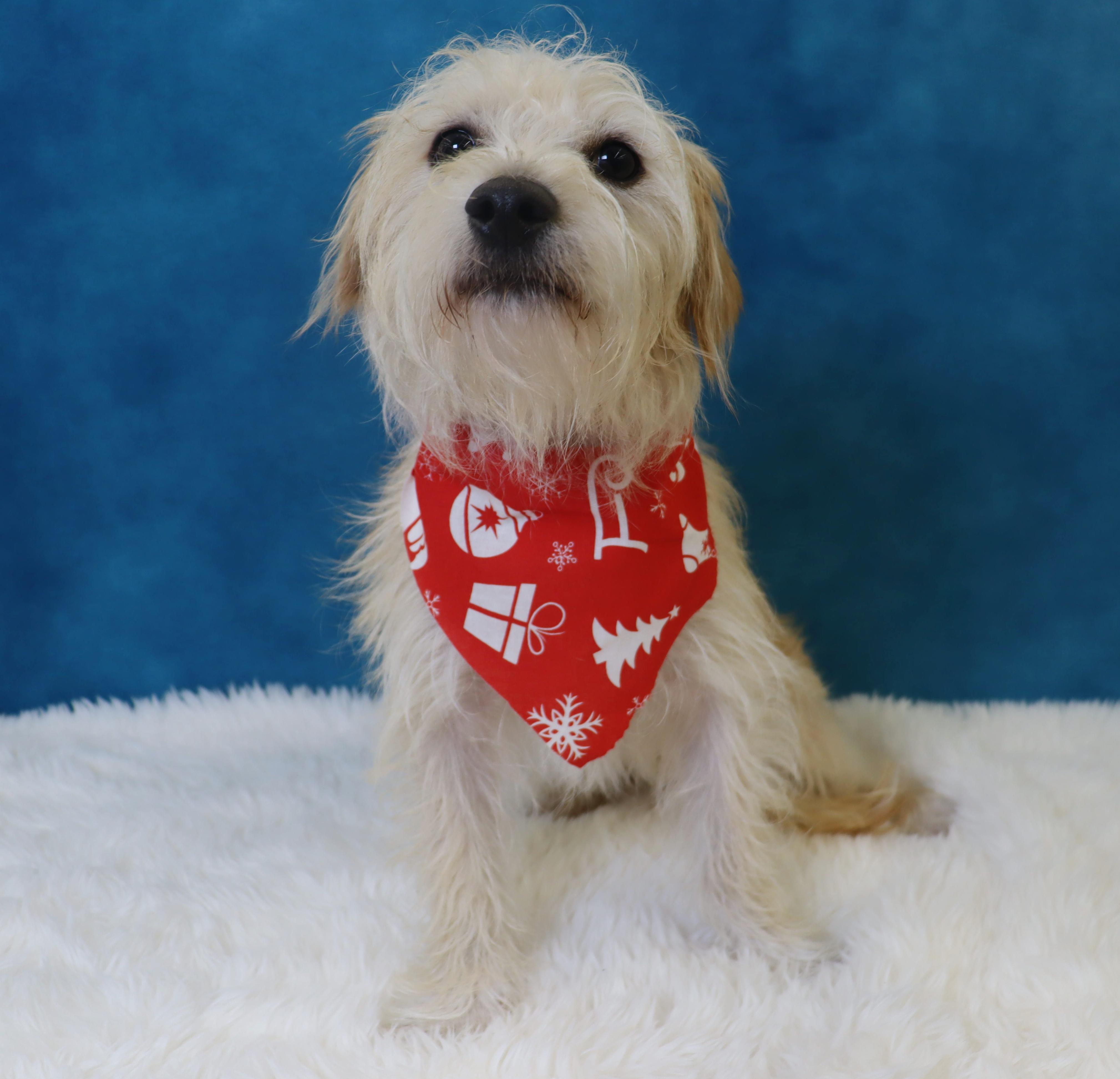 Emmett, a Adoptable Terrier in League City, TX image 4/6