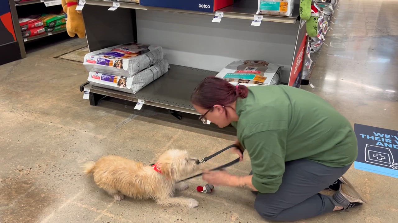 Enlarge Emmett, a Adoptable Terrier in League City, TX video 2/6