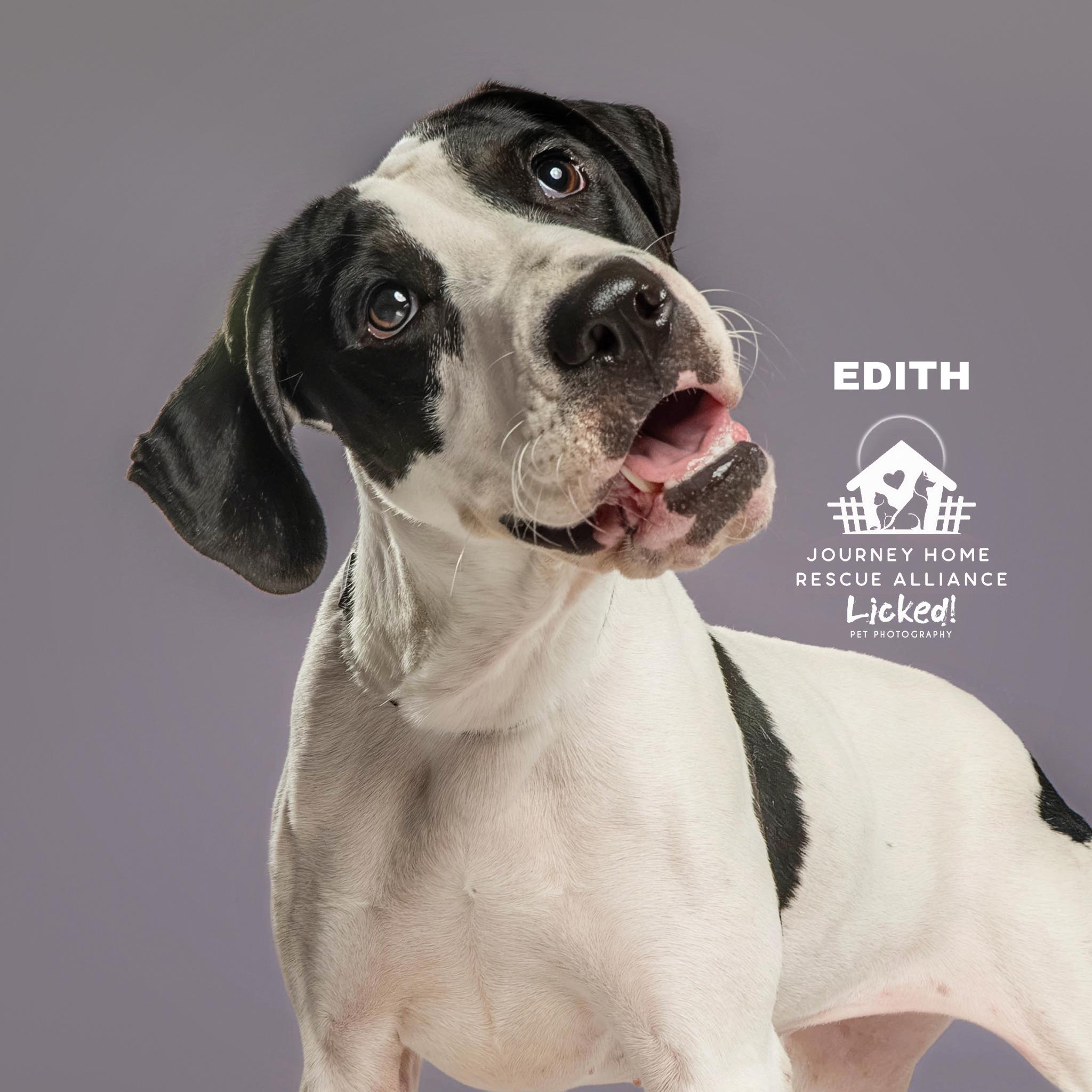Edith, a ADOPTABLE mixed breed in Wando, SC image 4/6