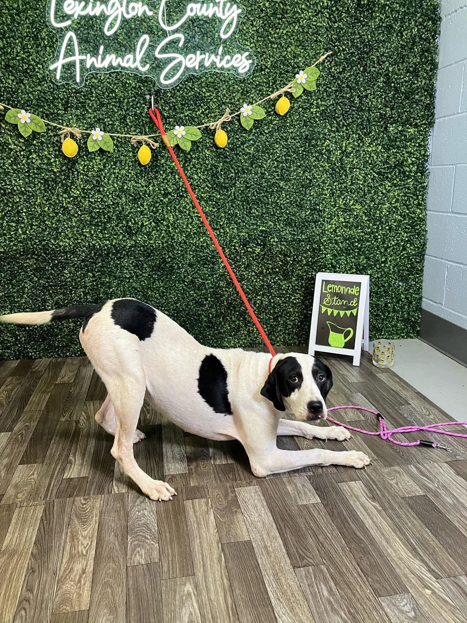 Edith, ADOPTABLE, Young Female Pointer.