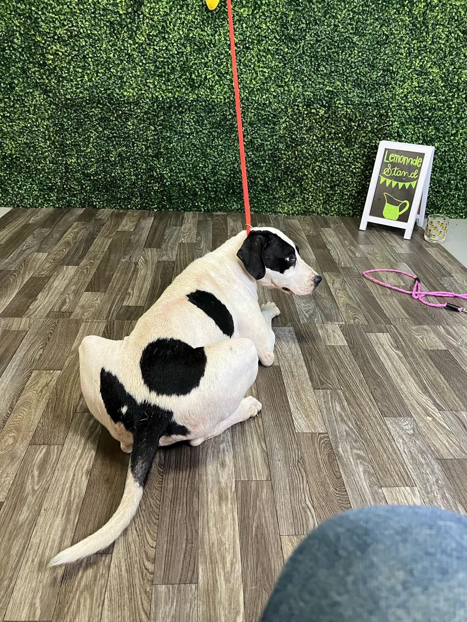 Edith, a ADOPTABLE mixed breed in Wando, SC image 2/3