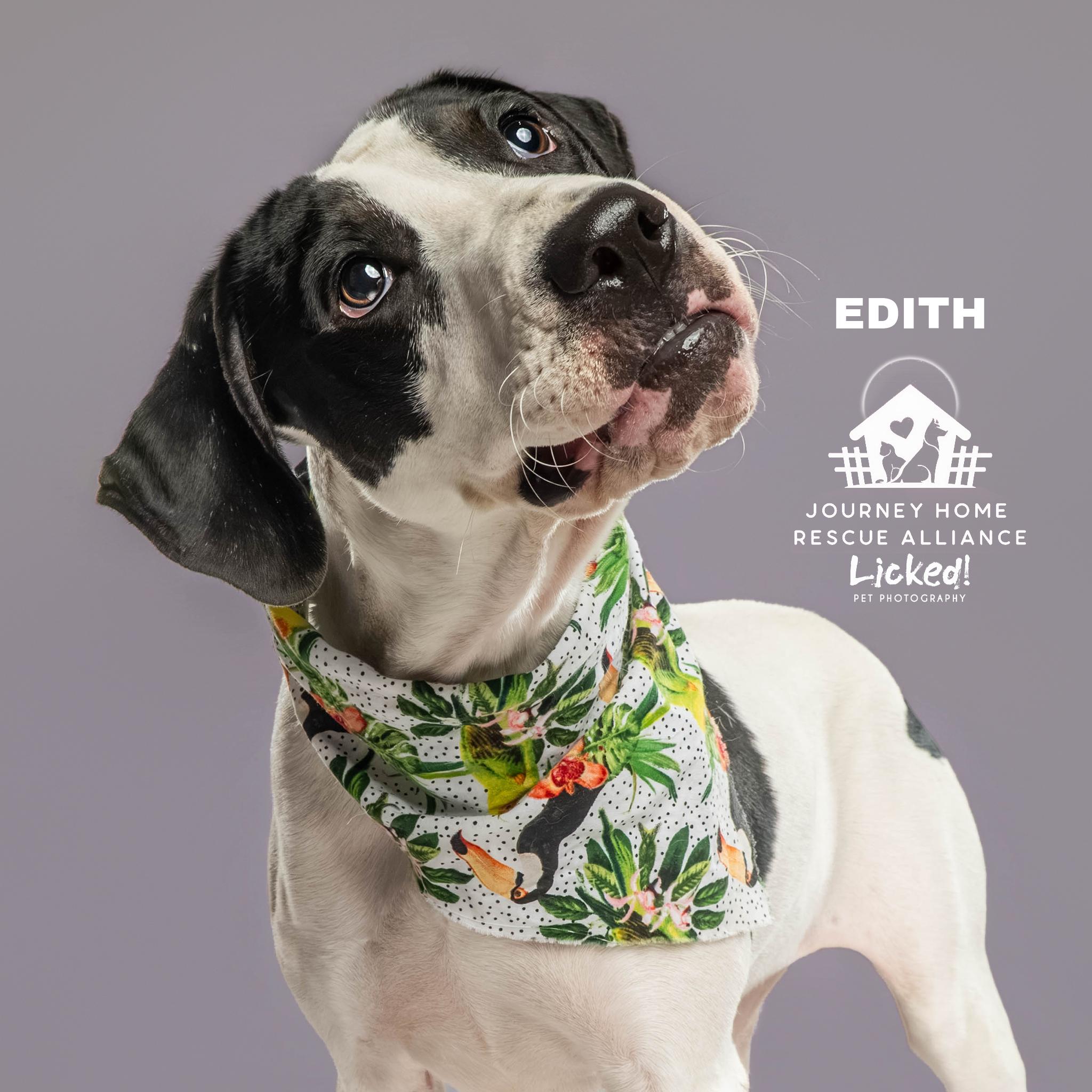 Edith, a ADOPTABLE mixed breed in Wando, SC image 6/6