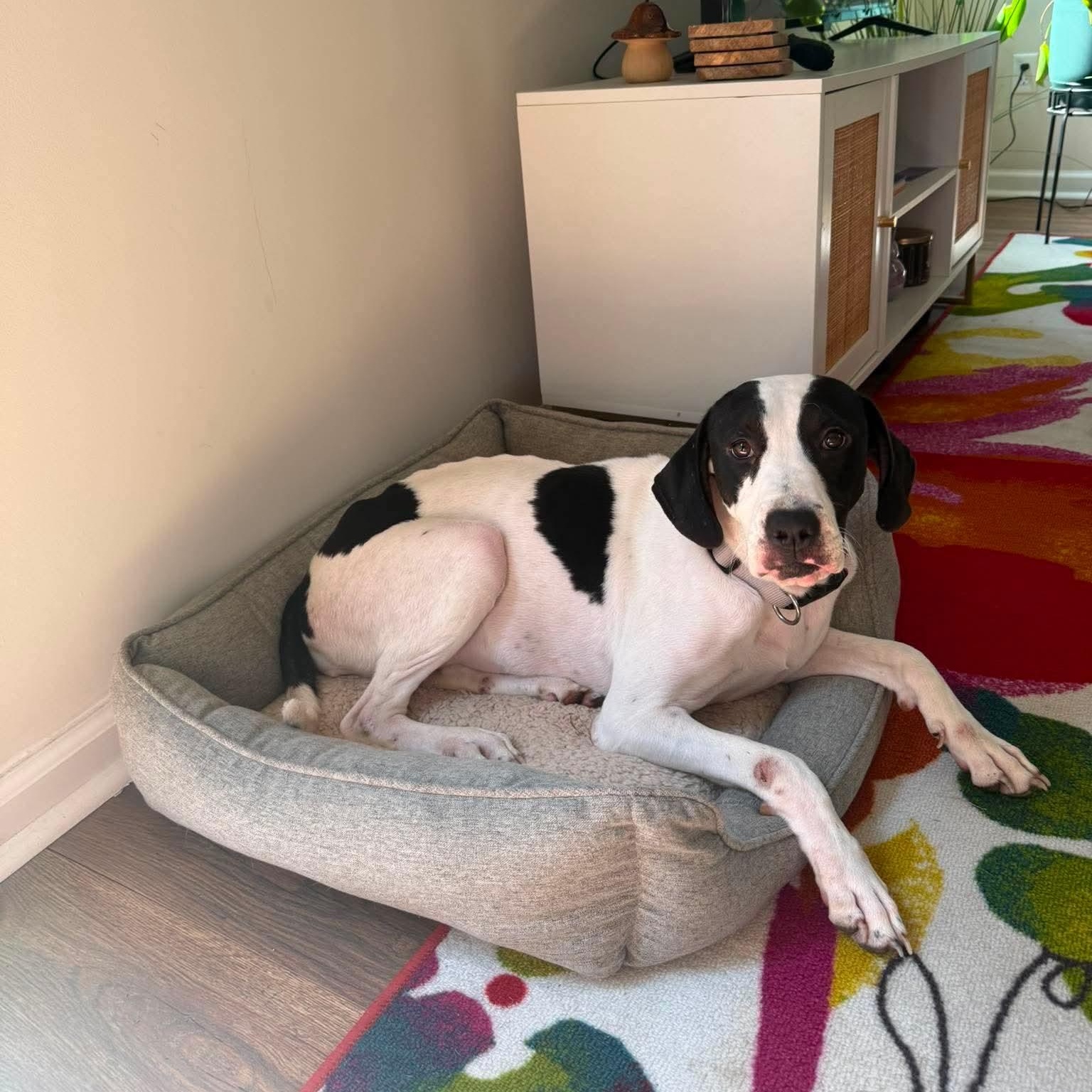 Edith, a ADOPTABLE mixed breed in Wando, SC image 2/6