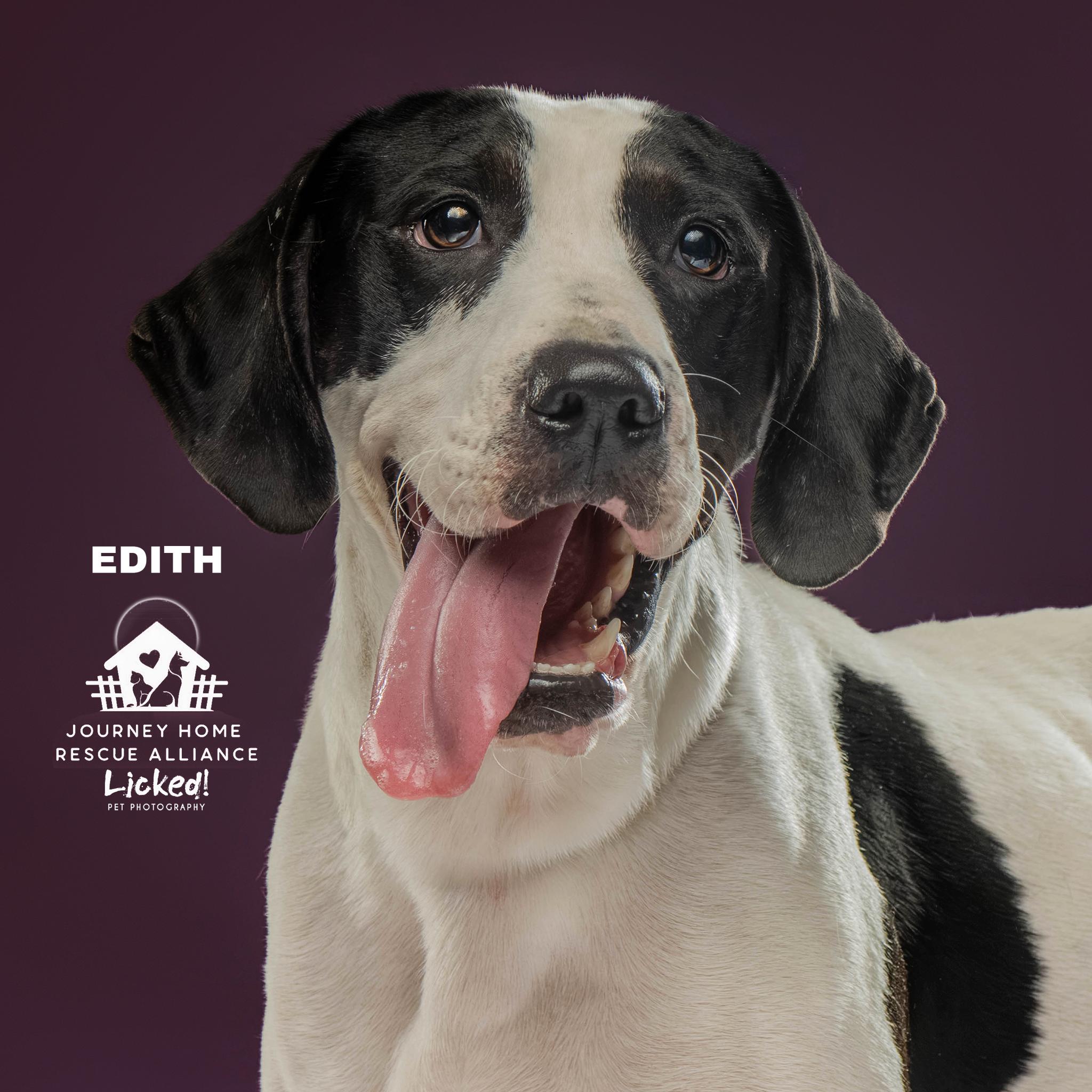 Edith, a ADOPTABLE mixed breed in Wando, SC image 1/6