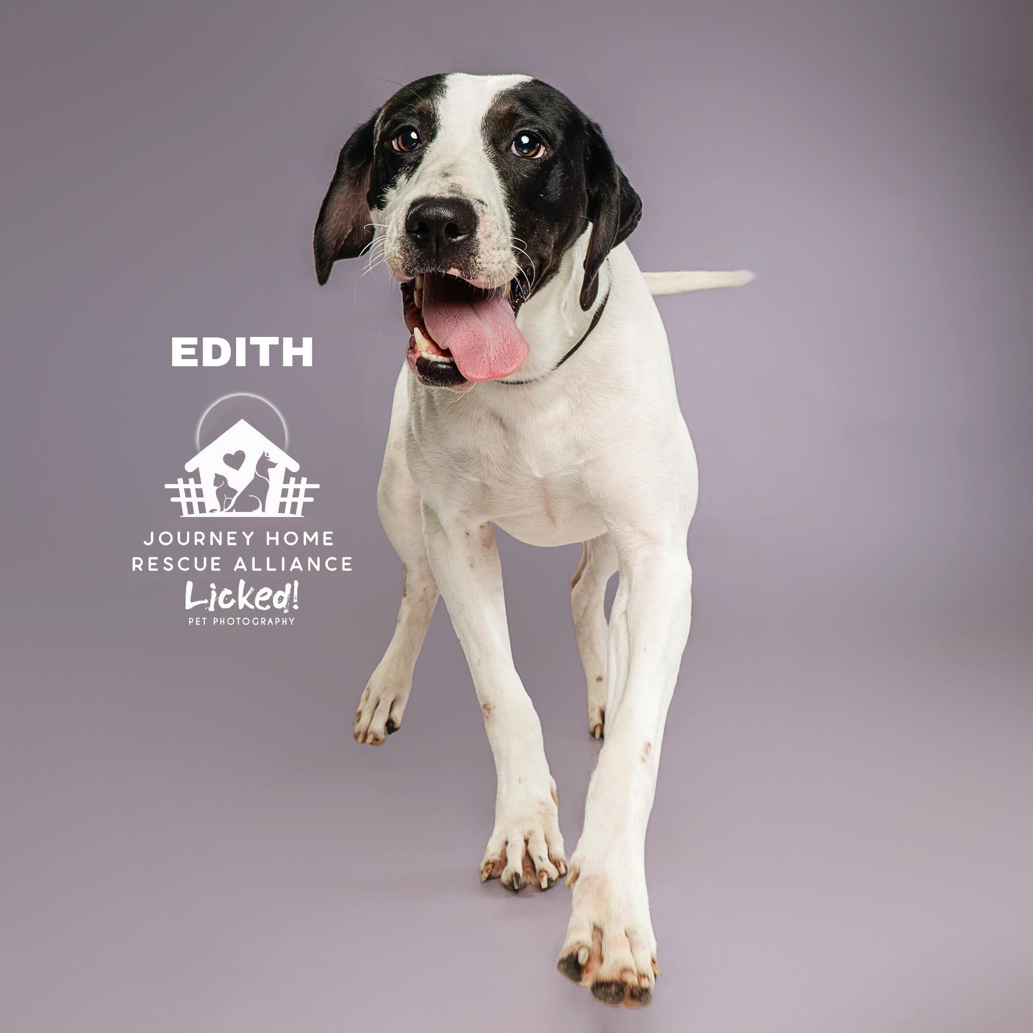 Edith, a ADOPTABLE mixed breed in Wando, SC image 5/6