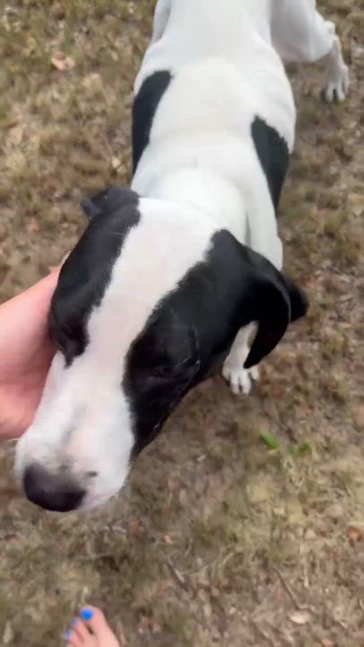 Enlarge Edith, a ADOPTABLE mixed breed in Wando, SC video 3/6