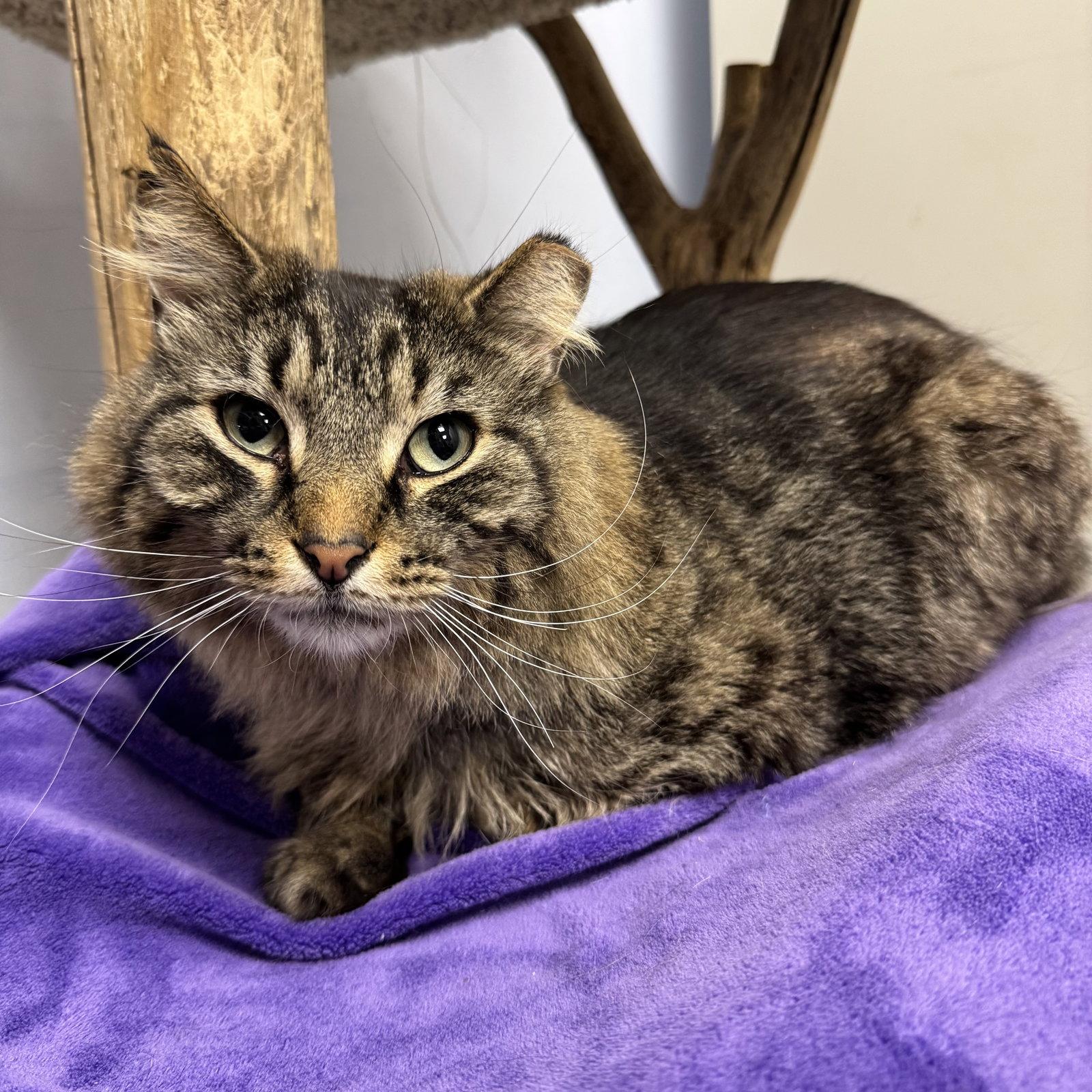 Enlarge Harry, a Adoptable Domestic Medium Hair in Hanover Park, IL image 1/3