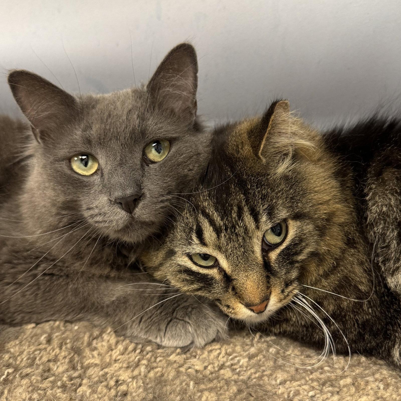 Enlarge Harry, a Adoptable Domestic Medium Hair in Hanover Park, IL image 2/3