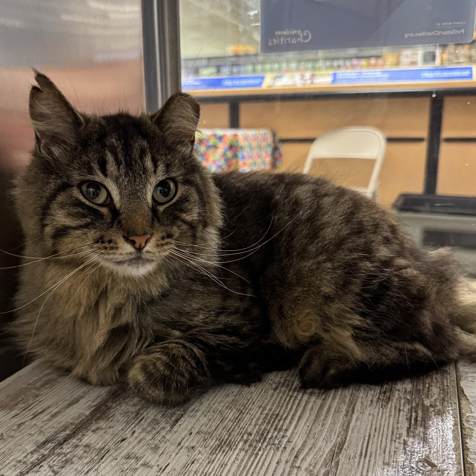 Enlarge Harry, a Adoptable Domestic Medium Hair in Hanover Park, IL image 3/3