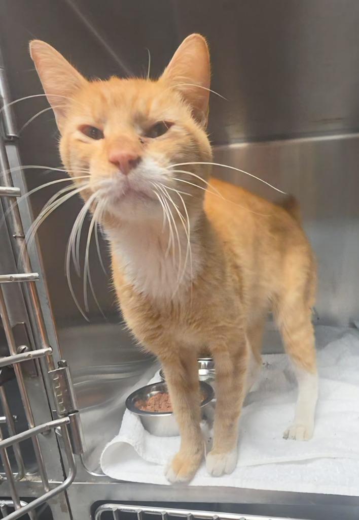 Jimmy Pesto, Adoptable, Adult Male Manx.