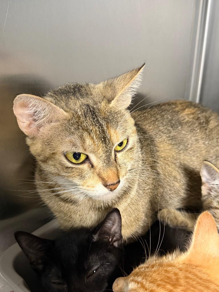 Faith, ADOPTABLE, Young Female Domestic Short Hair.