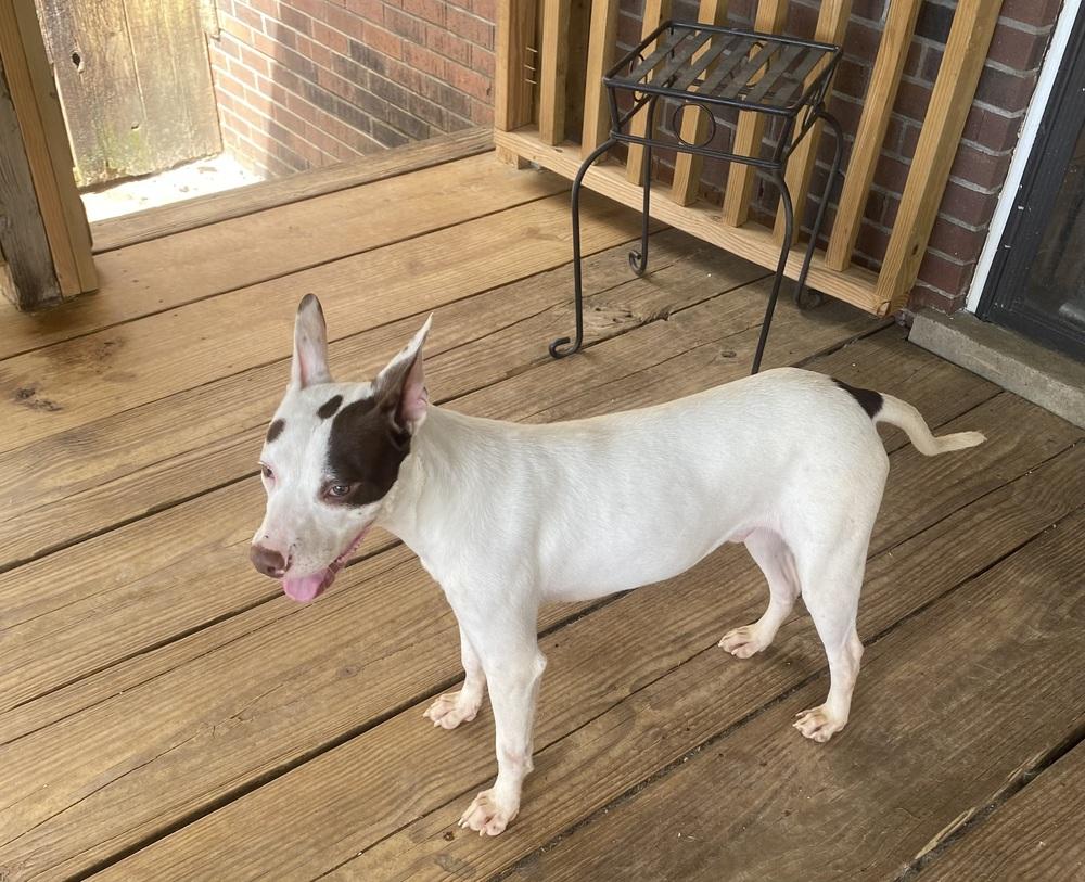 Radar, Adoptable, Puppy Male Bull Terrier.