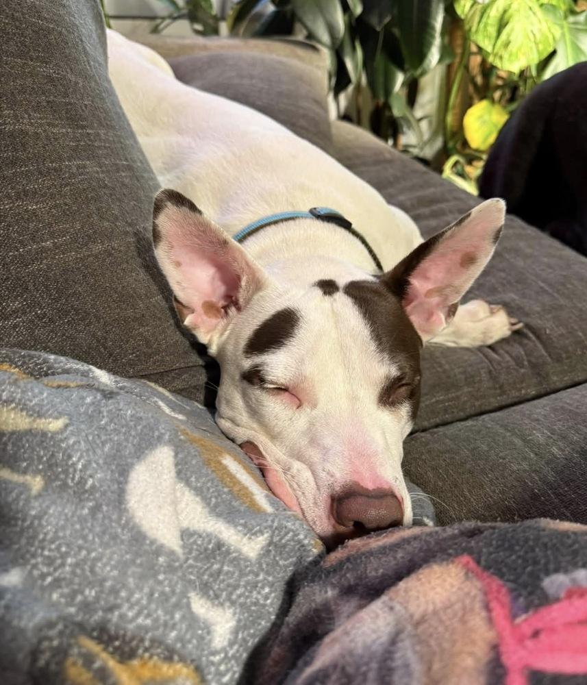Radar, Adoptable, Puppy Male Bull Terrier.