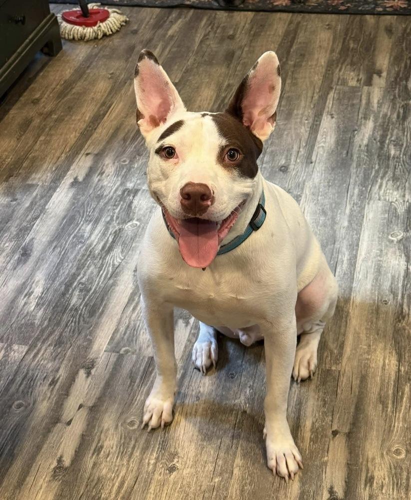 Enlarge Radar, a Adoptable mixed breed in Lancaster, PA image 5/6